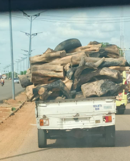 Felled logs being transported - field documentation