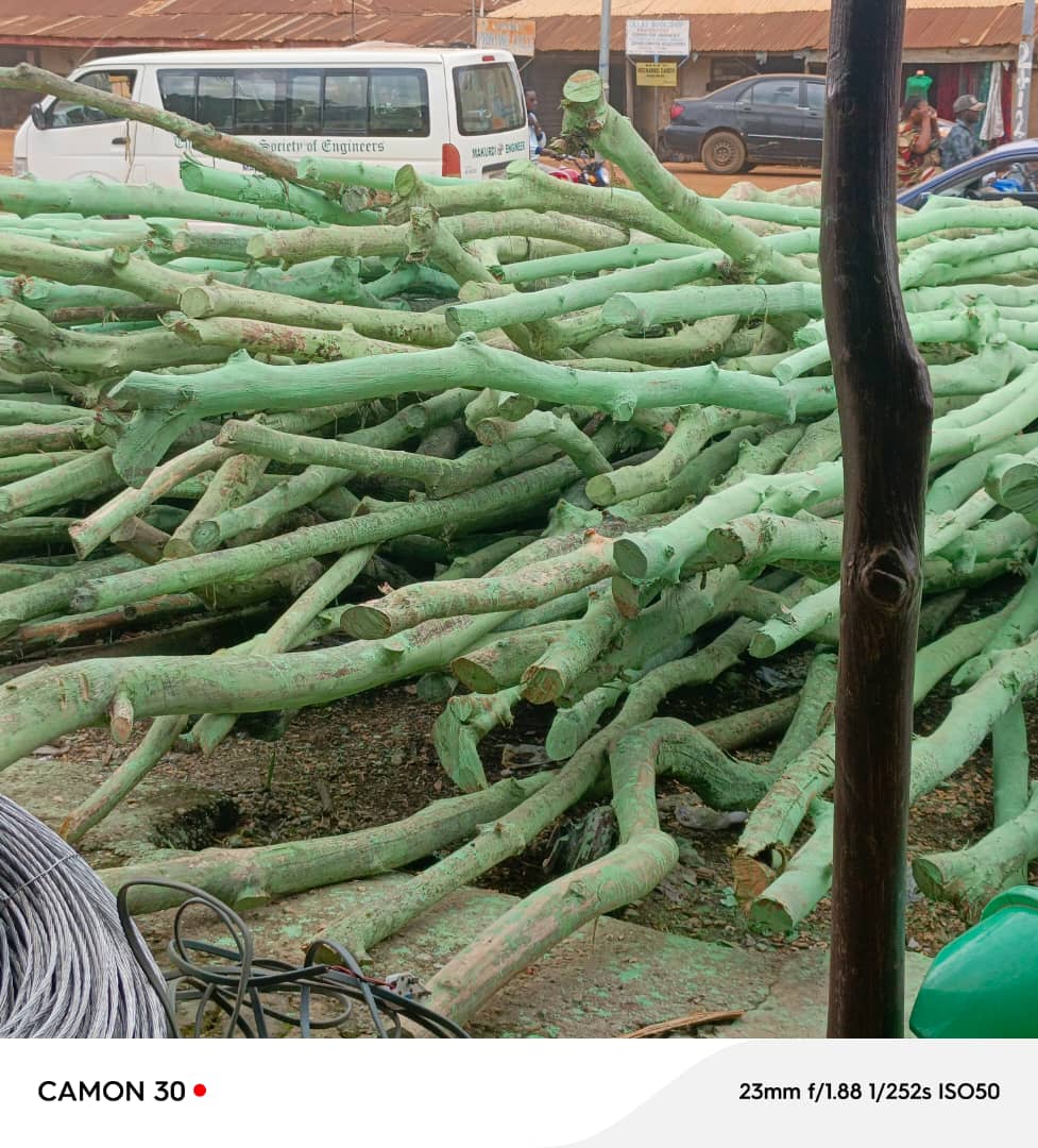 Freshly cut trees stacked at a roadside market